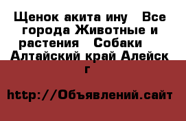 Щенок акита ину - Все города Животные и растения » Собаки   . Алтайский край,Алейск г.